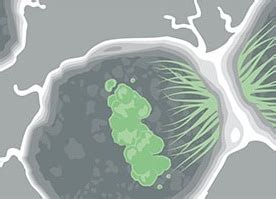 ProLIF · bio.tools.